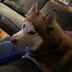 Meet your Posher, Aida